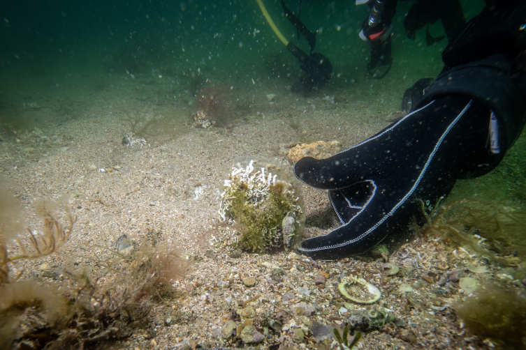 Denizlerin doğal temizleyicisi pinalar Tuzla'da bilimsel izlemede